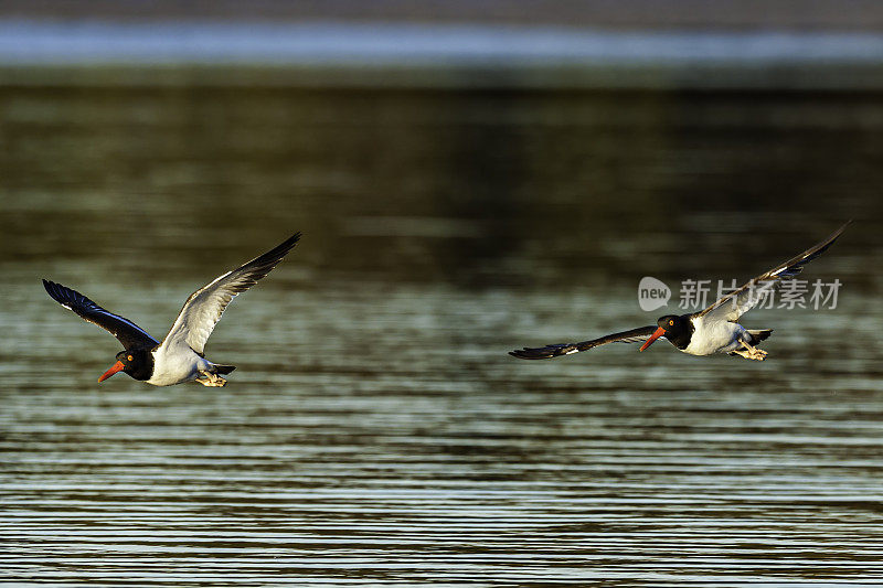 美洲飞蛎鹬、苍白血球(Haematopus palliatus)、美洲斑纹蛎鹬(American Pied Oystercatcher)、Audubon Alafia银行鸟类保护区;鸟岛;希尔斯堡惨案湾;坦帕湾;佛罗里达